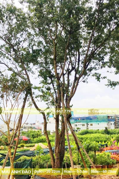 Dâm ủ kỹ cây Mai Anh Đào cổ thụ đường kính gốc 20 - 22cm