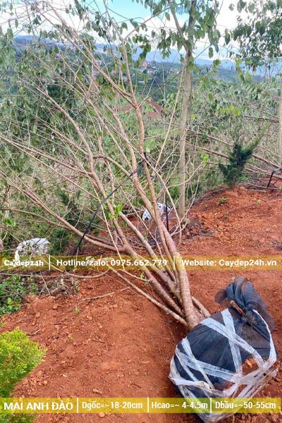 Bứng bầu cây Mai Anh Đào đường kính gốc 18cm