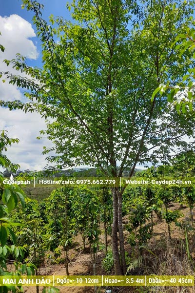 Cây Mai Anh Đào cao 3,5m và đường kính gốc 10cm
