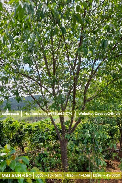 Cây hoa Mai Anh Đào cao hơn 4m, đường kính gốc 15cm