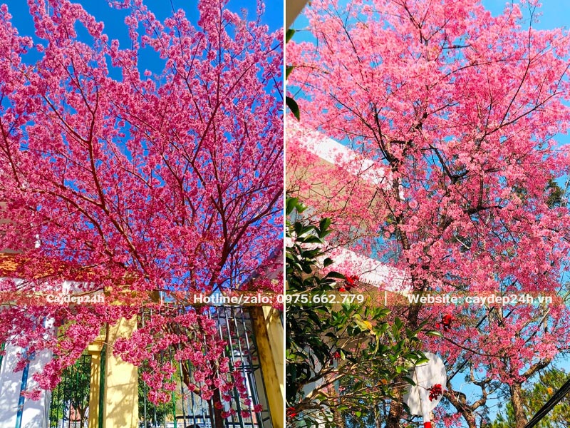 Trồng cây hoa Mai Anh Đào trước nhà biệt thự