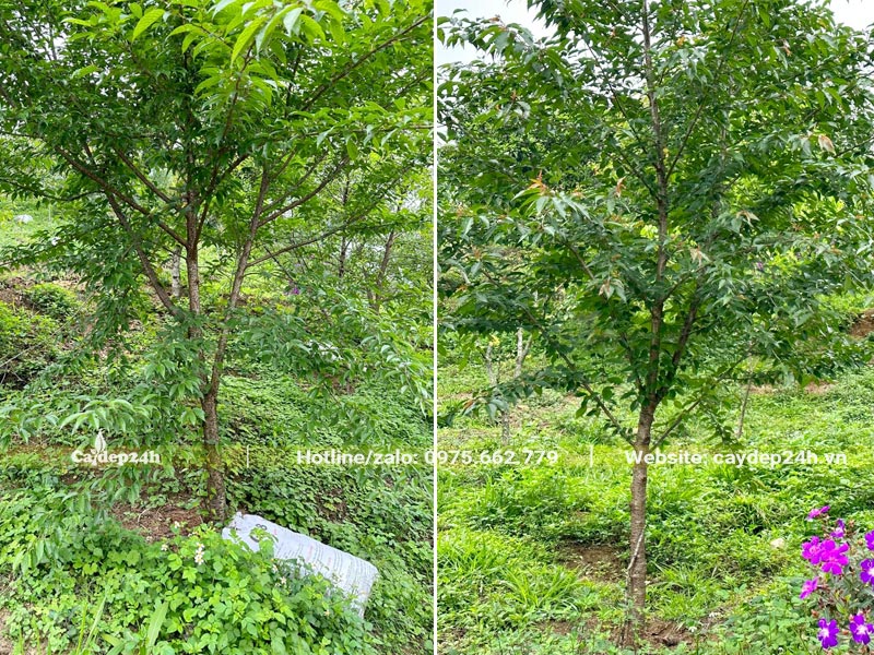 Mai Anh Đào trưởng thành, cao khoảng hơn 3m, đường kính gốc từ 5 - 8cm