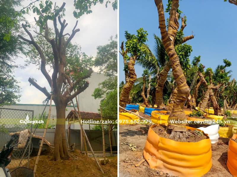 Dâm ủ cây Nhãn Lồng và cây Nhãn tiêu da bò