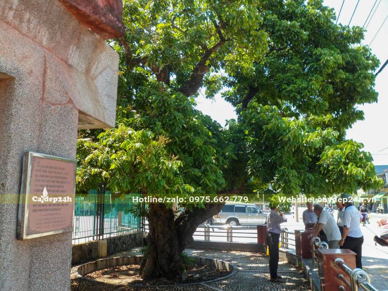 Cây Nhãn cổ thụ 100 năm tuổi, đường kính gốc 40cm