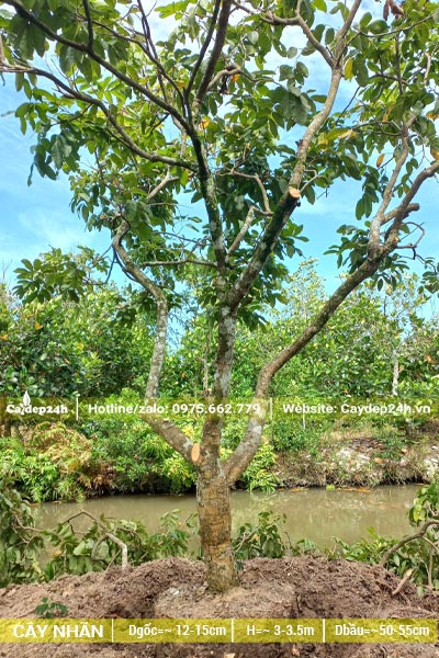 Chăm sóc và tỉa cành lá cho vườn cây nhãn lâu năm, đường kính gốc 15cm trở lên