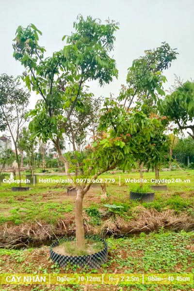 Vườn chuyên canh cây Nhãn, cây có đường kính gốc từ 10 - 12cm