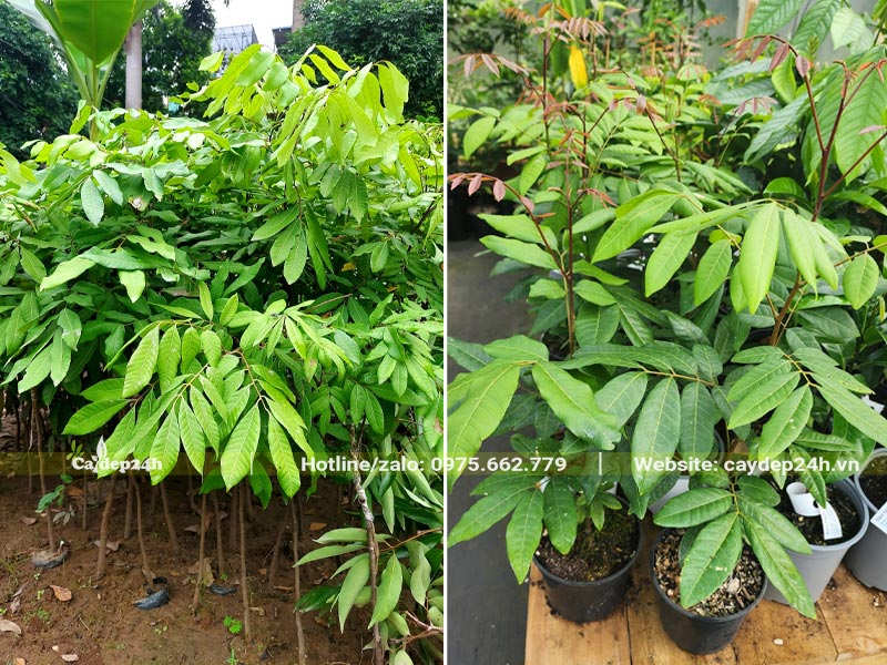 Vườn nhân giống cây Nhãn bằng hạt