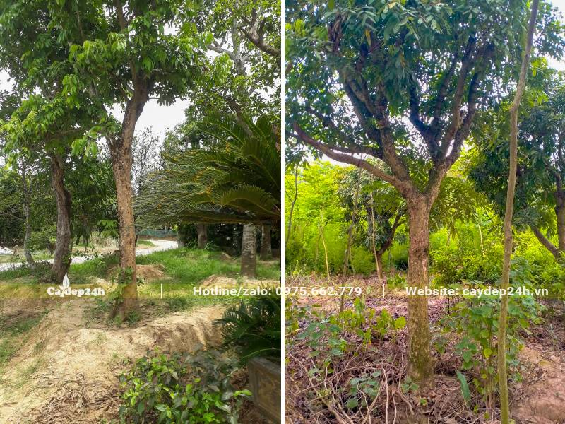 Vườn cây Nhãn đường kính gốc 12 - 15cm đã dưỡng ủ nhiều năm