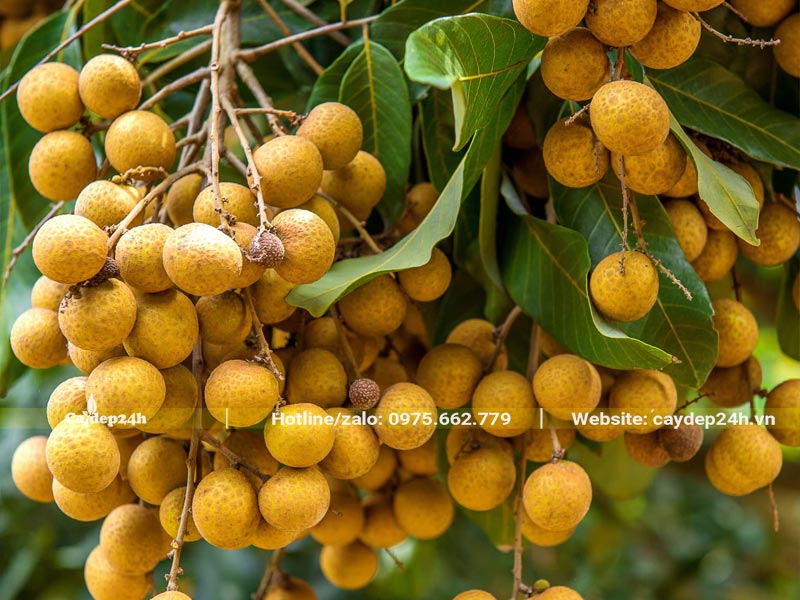 Những chùm nhãn sắp đến mùa thu hoạch