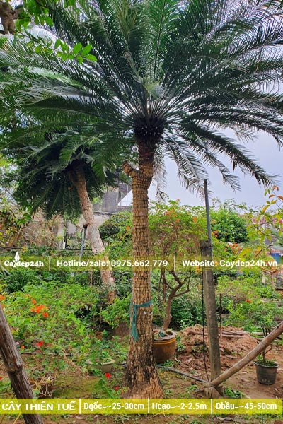 Cây cảnh Thiên Tuế cao thẳng, tán tỏa đẹp