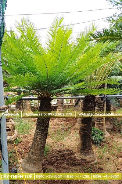 Vườn dâm ủ cây Thiên Tuế lóng cao hơn 1m