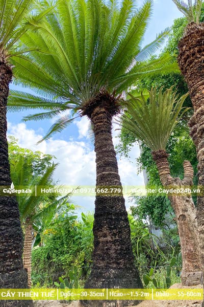 Vườn dưỡng cây Thiên Tuế công trình cao hơn 2m