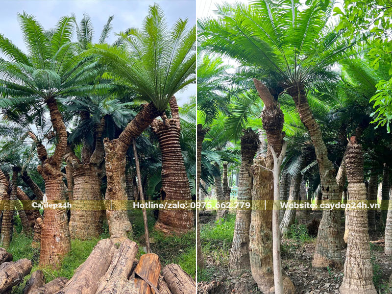 Dưỡng những cây Thiên Tuế lóng thân cao 2m trở lên