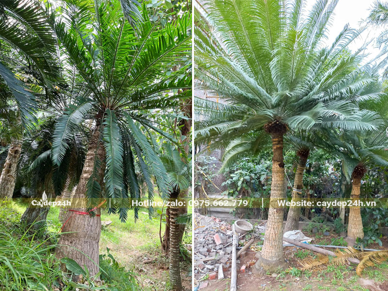 Cây Thiên Tuế lâu năm, lóng cao 1.5 - 2m