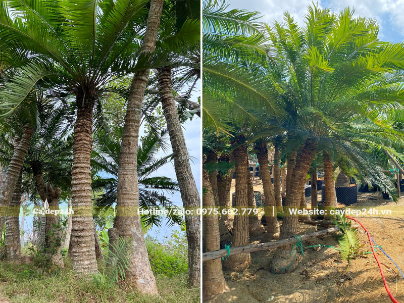 Vườn dâm ủ cây Thiên Tuế lâu năm, chiều cao từ 1.5 - 3m