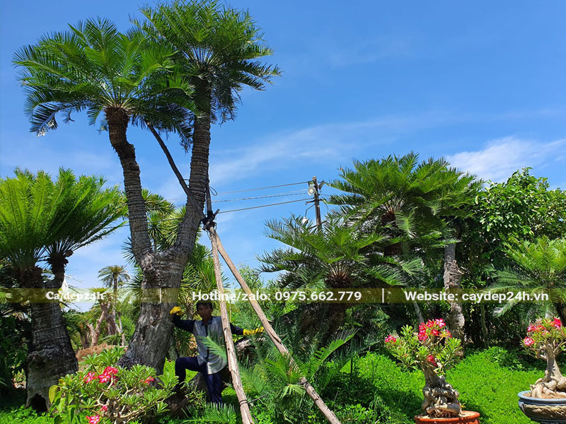 Trồng cây Thiên Tuế tiểu cảnh khuôn viên nhà máy