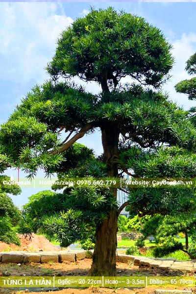 Cây cổ thụ thẳng đẹp, cành hơi rủ xuống