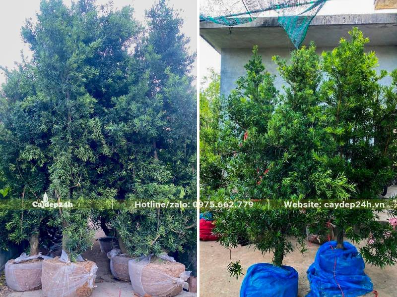 Cây Tùng La Hán công trình bứng thẳng chiều cao từ 2 - 4m