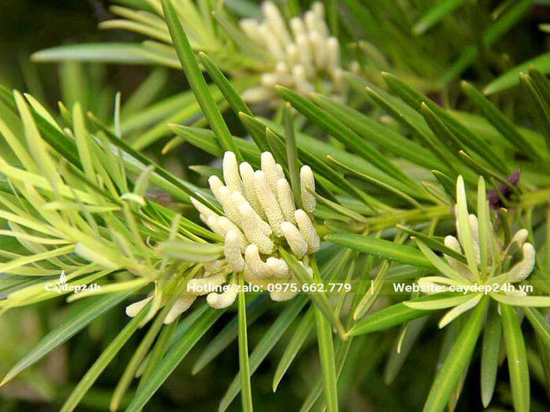 Chùm hoa đực của cây cảnh Tùng La Hán