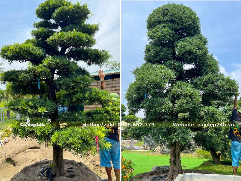 Kiểm tra chiều cao của những cây Tùng La Hán cổ thụ