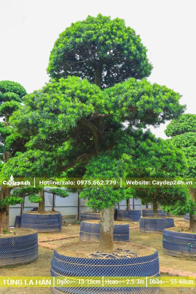 Cây cảnh Tùng La Hán lâu năm, đường kính gốc 15cm