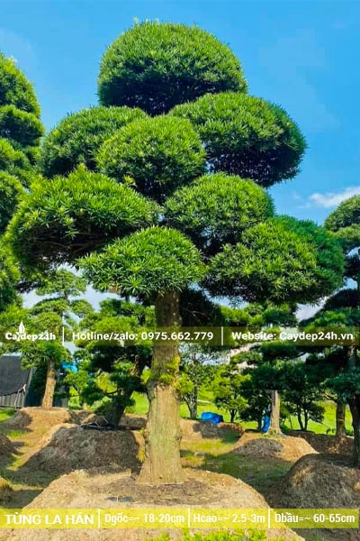Chiêm ngưỡng hình ảnh cây Tùng La Hán đường kính gốc 20cm, dáng trực thẳng đẹp