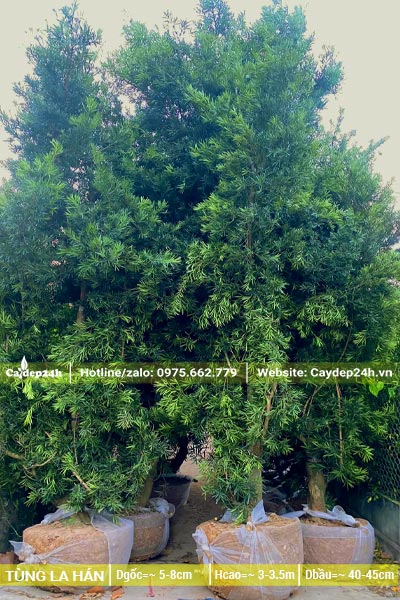 Cây Tùng La Hán đường kính gốc 5cm, cao hơn 3m
