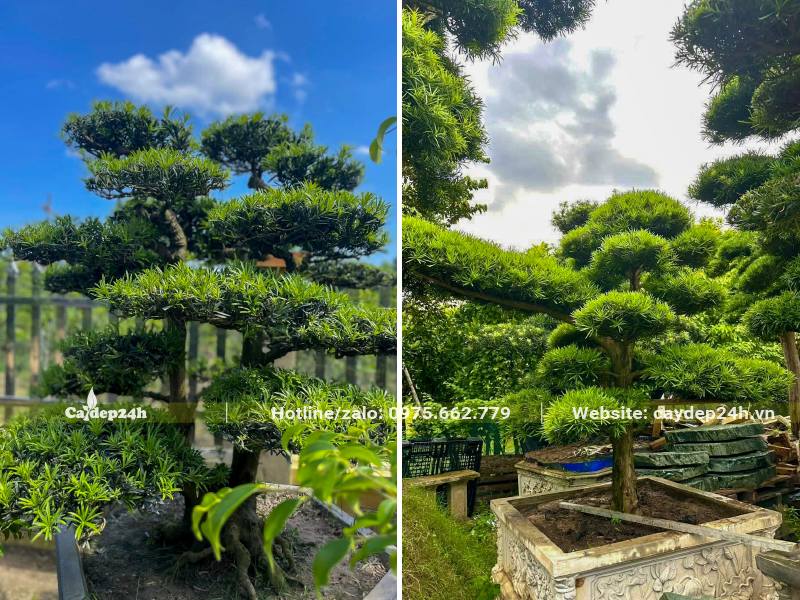 Cây Vạn Niên Tùng trồng chậu cảnh bằng đá tự nhiên