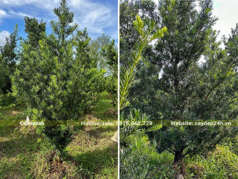 Nhà vườn trồng số lượng lớn cây Tùng La Hán từ 1,5 - 3m