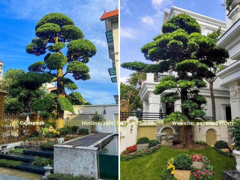 Cây Tùng La Hán trồng trong sân vườn biệt thự