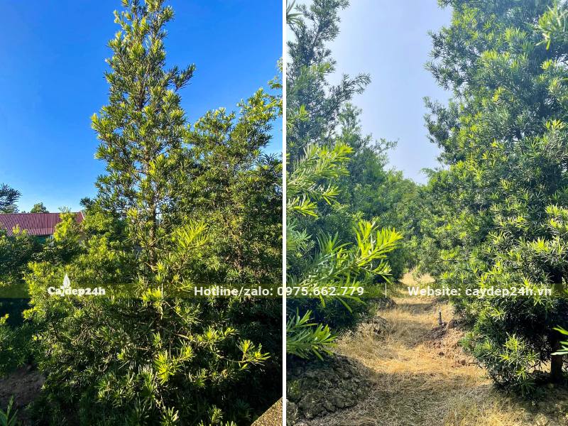 Vườn Tùng La Hán trưởng thành chiều cao từ 3 - 5m