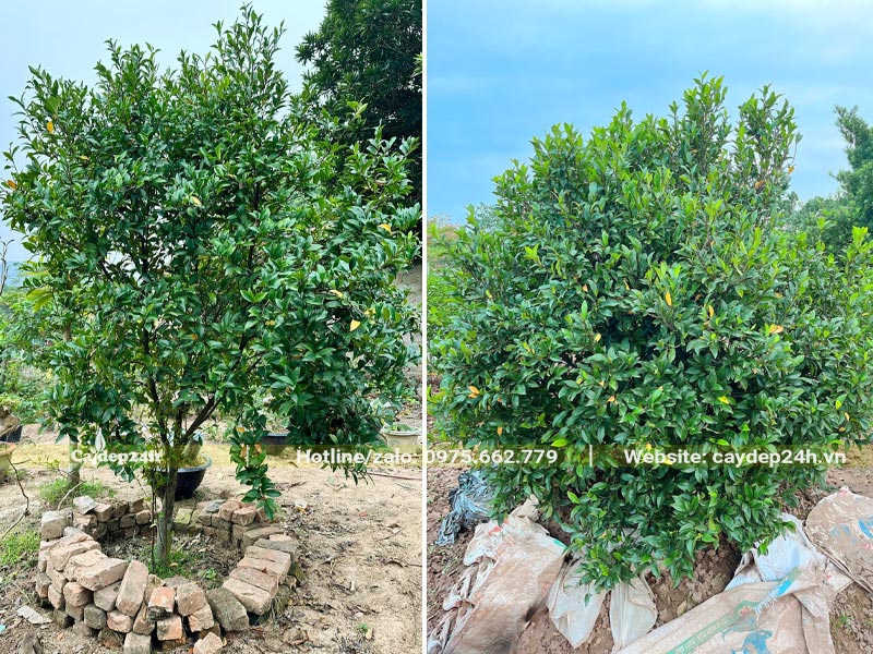 Cây Hoa Lan Tiêu cao 1m5, tán tròn đẹp