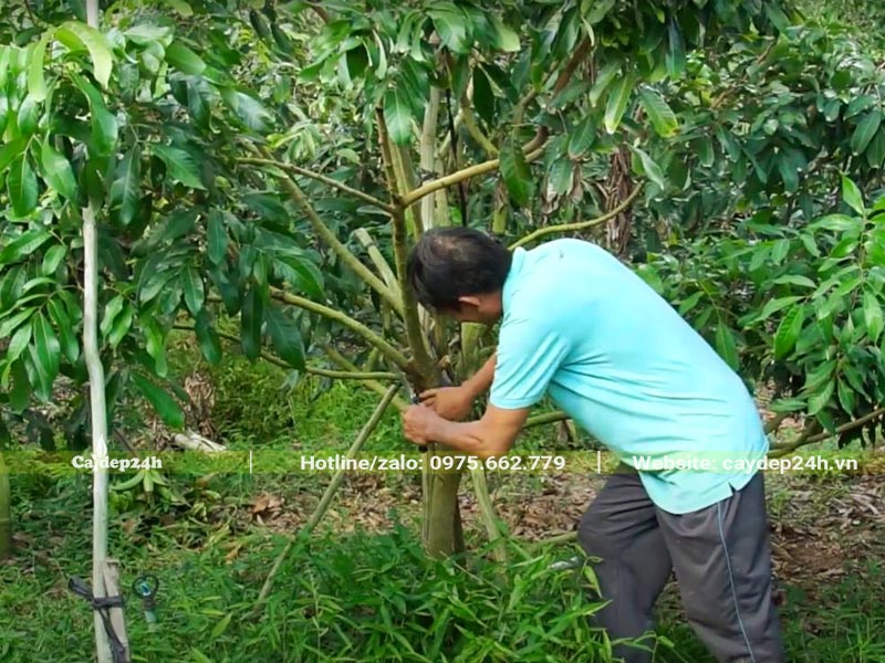 Người trồng đang kiểm tra vườn Nhãn trước khi bón phân
