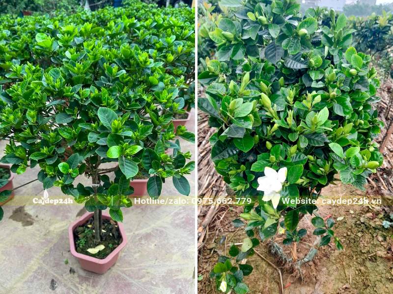 Vườn nuôi trồng cây Bạch Thiên hương cao 40 - 50cm