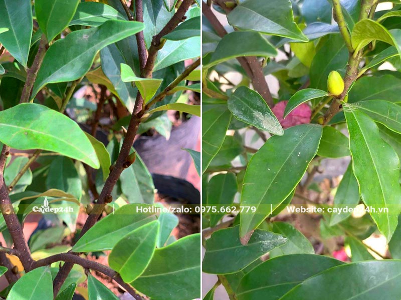 Cành và lá của cây Lan Tiêu lâu năm