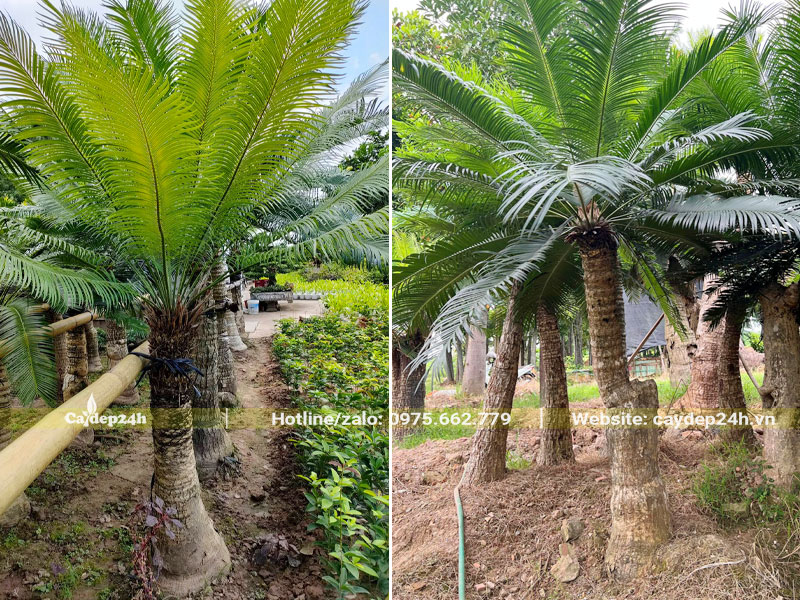 Hàng cây Thiên Tuế trưởng thành đã dâm ủ nhiều năm, lóng thân cao trên 1m