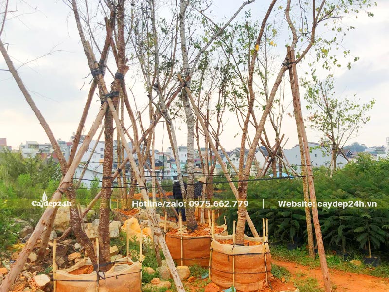 Dâm ủ cây Mai Anh Đào đường kính gốc từ 10cm
