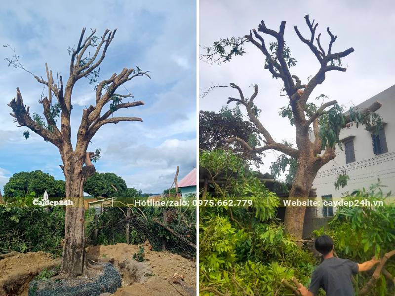Dưỡng cây Nhãn cổ thụ đường kính gốc hơn 35cm, cao gần 5m