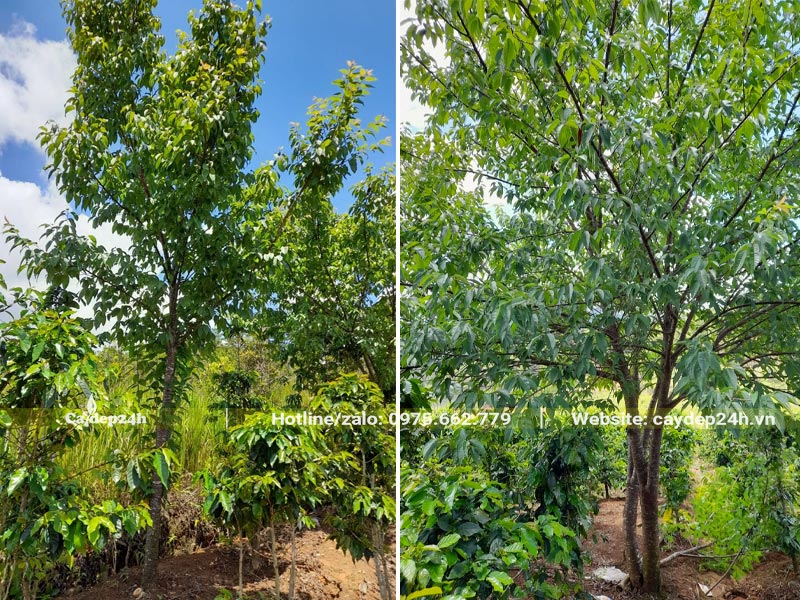 Vườn trồng cây Mai Anh Đào lâu năm xen giữa đồi chè và cà phê