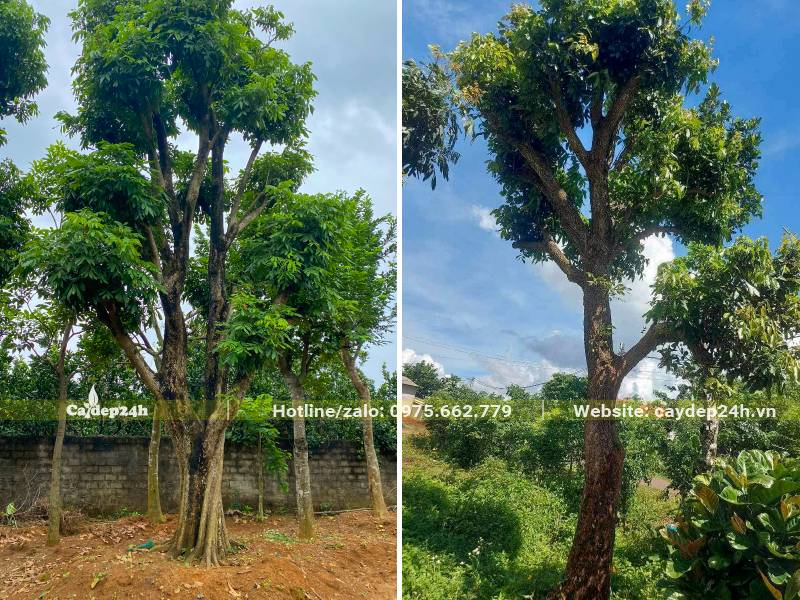 Cây Nhãn đường kính gốc 30 - 35cm