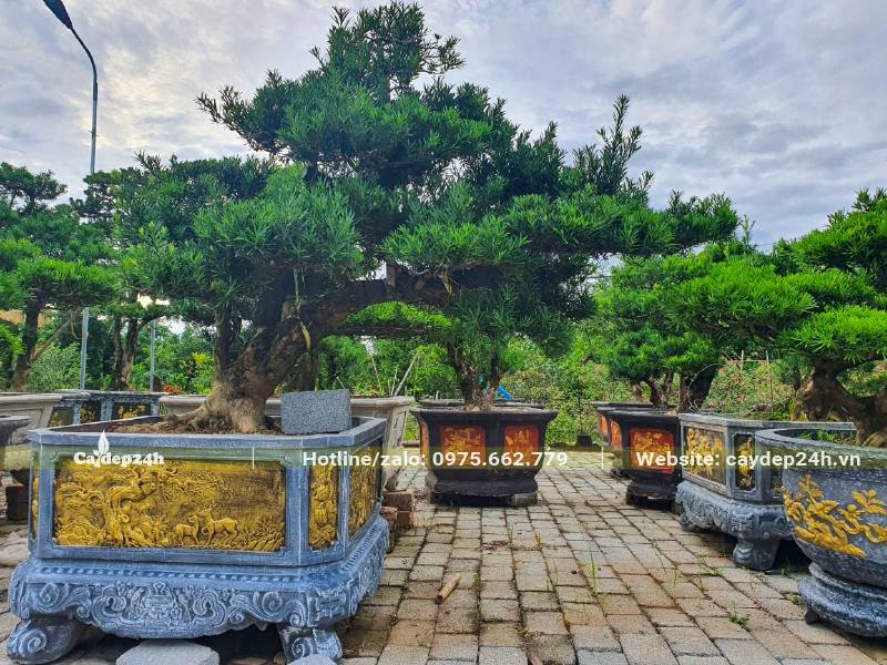 Vườn La Hán Tùng bonsai chiều cao khoảng 1m, trồng trong chậu đá