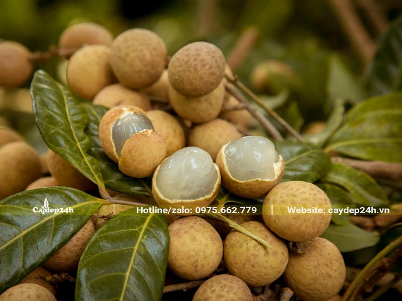 Những chùm quả Nhãn mới thu hoạch