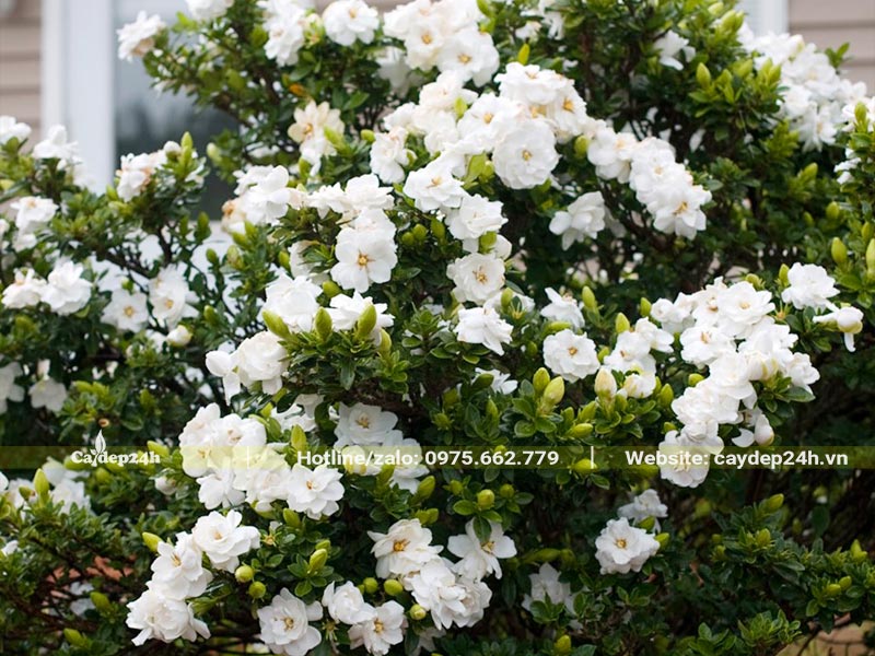 Cây Hoa Bạch Thiên Hương kép nở rộ