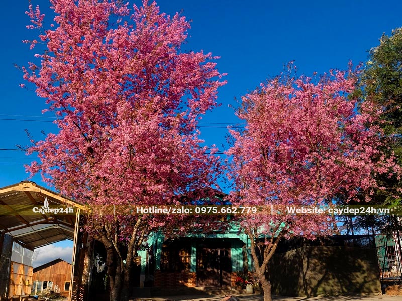 Hai cây Mai Anh Đào lâu năm trồng trước nhà đang nở rộ hoa