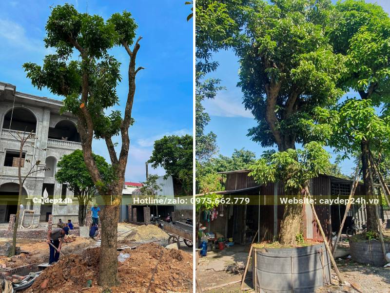 Cây Nhãn cổ thụ mới trồng và dâm ủ cây trong bầu nổi