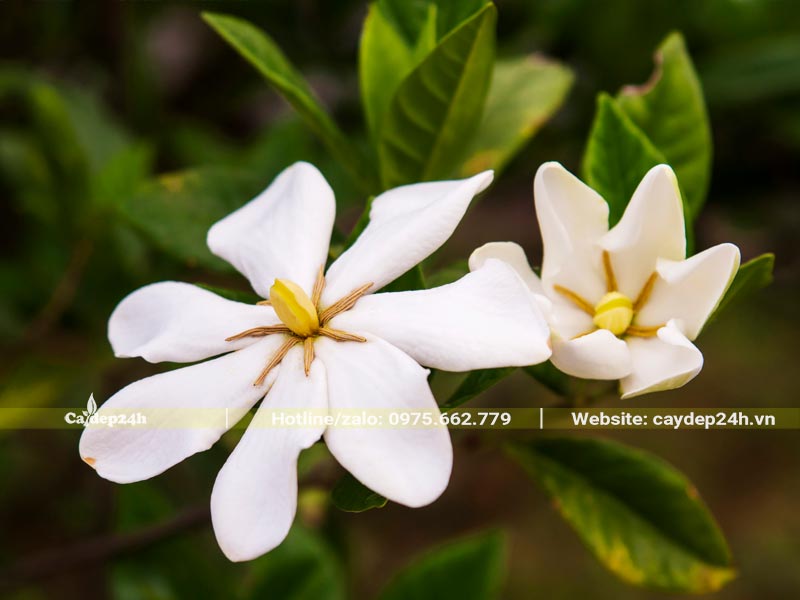 Hoa của cây Bạch Thiên Hương cánh đơn