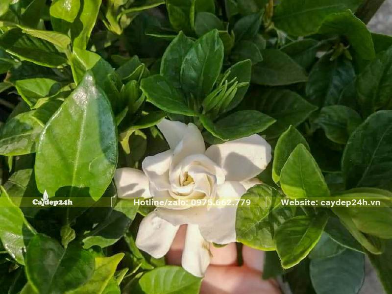 Cây hoa Bạch Thiên Hương kép đang nở