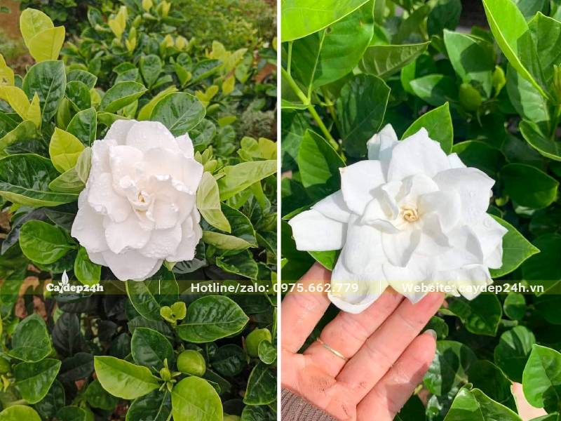 Bông hoa trắng muốt, cánh xếp theo tầng xòe tròn đều nhìn vô cùng bắt mắt