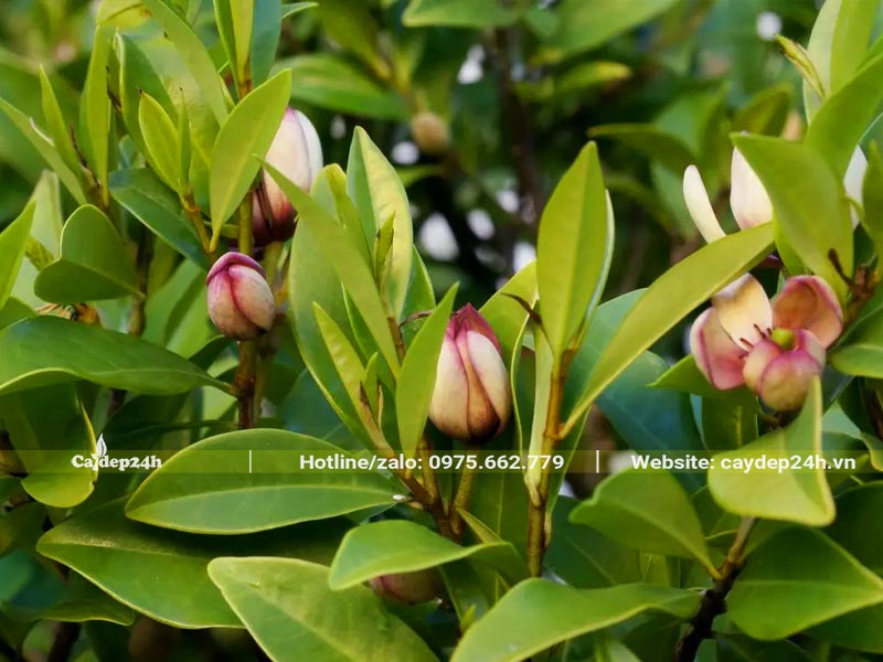 Cành hoa Lan Tiêu đẹp