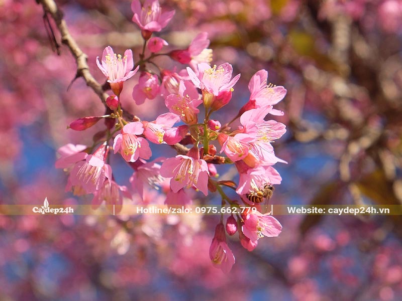 Chiêm ngưỡng chùm hoa xinh đẹp của cây Mai Anh Đào